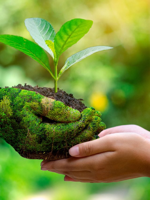 Sustentabilidade e desenvolvimento sustentável são as mesmas coisas?