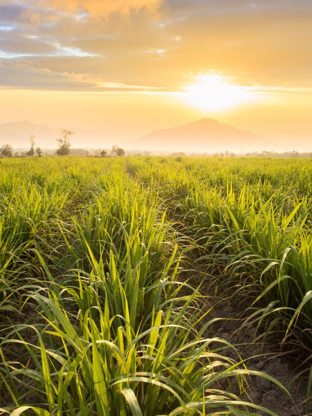 Você sabe o que é Energia Renovável?