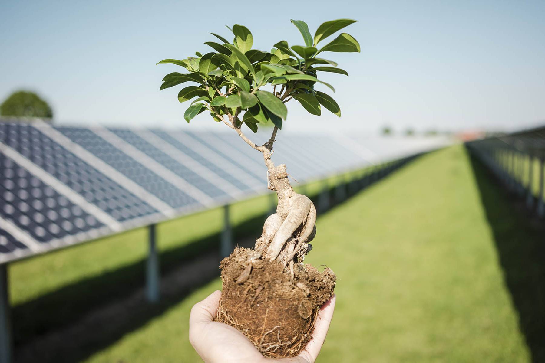 Male hand holding privet, solar plant