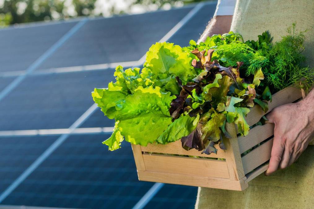 Impacto da energia solar na cadeia alimentar.