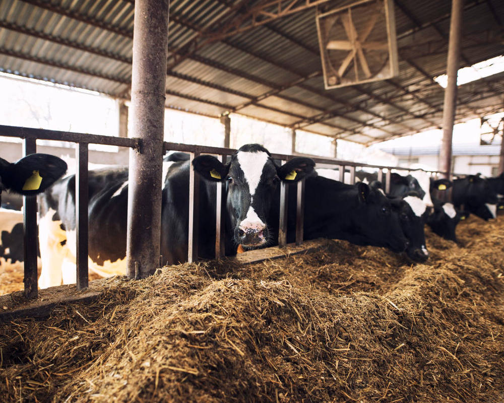Ordenha e refrigeração de leite